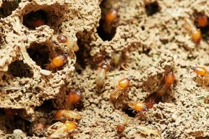 Do Termites Like Water 